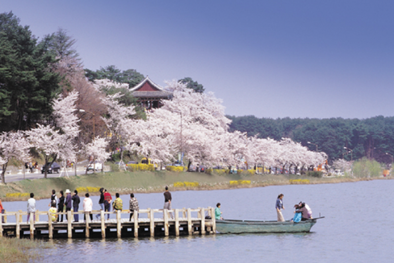 鏡浦台桜祭り (3/4)