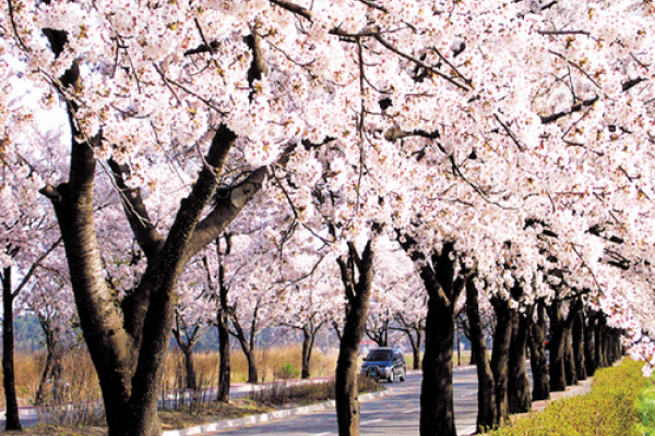 鏡浦台桜祭り