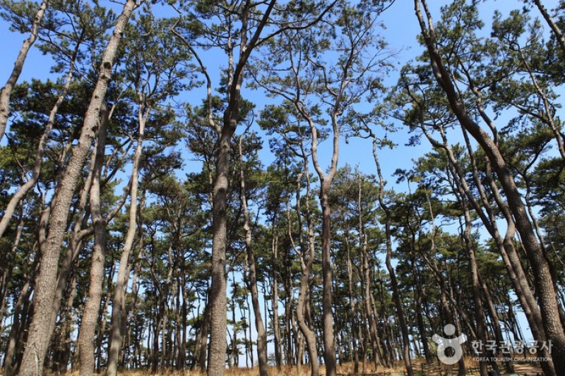 大王岩公園 (52/58)