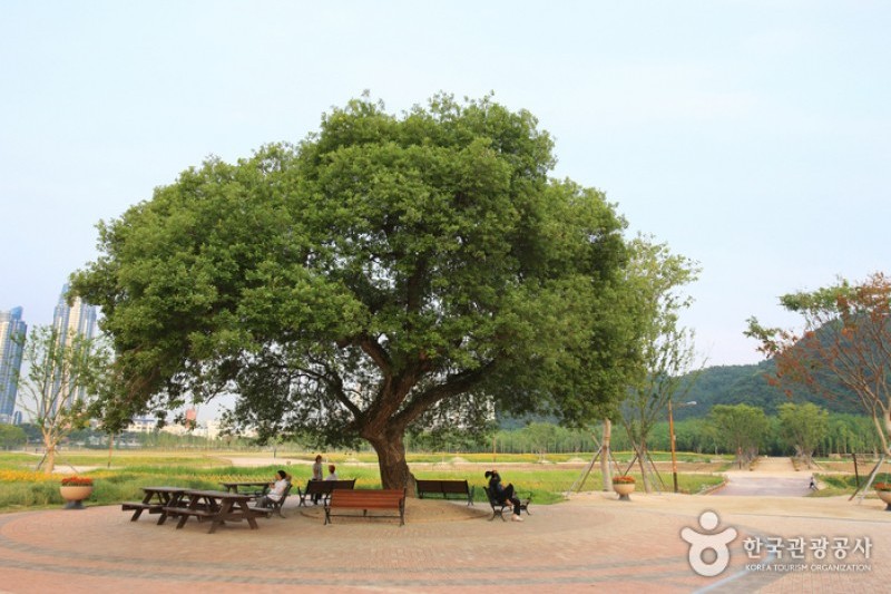 太和江大公園 (11/32)