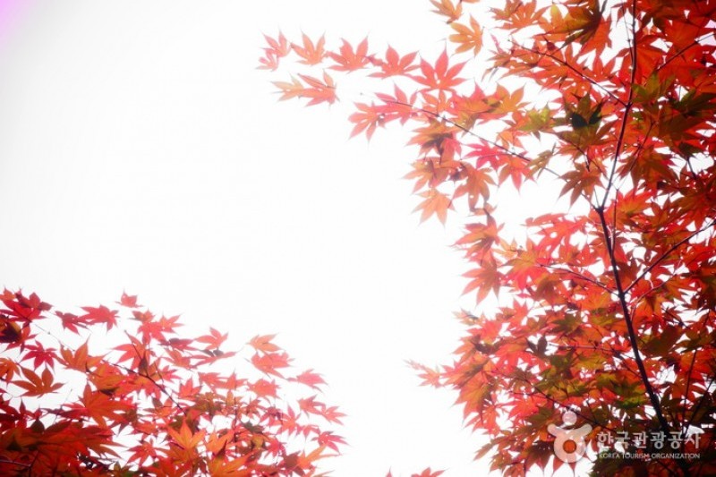 高福自然公園 (11/21)