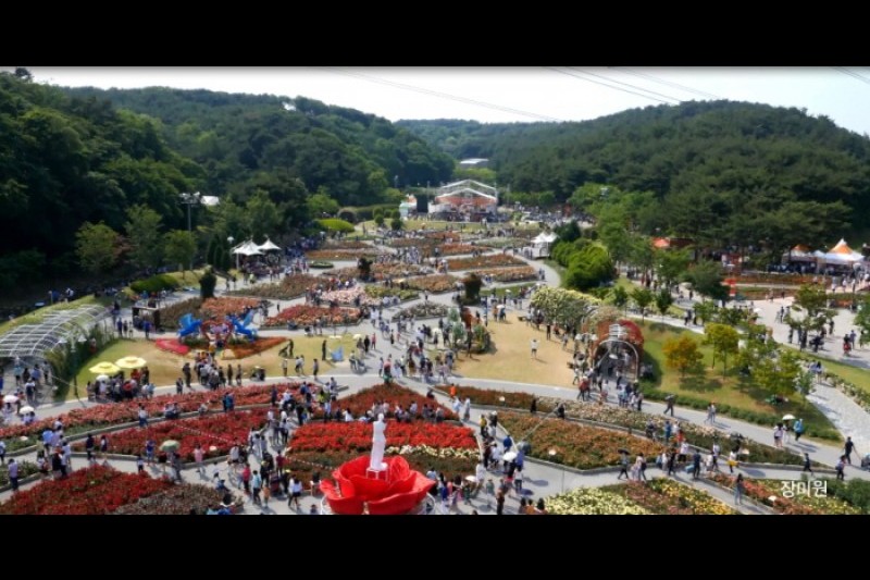 蔚山大公園薔薇祭り (2/5)