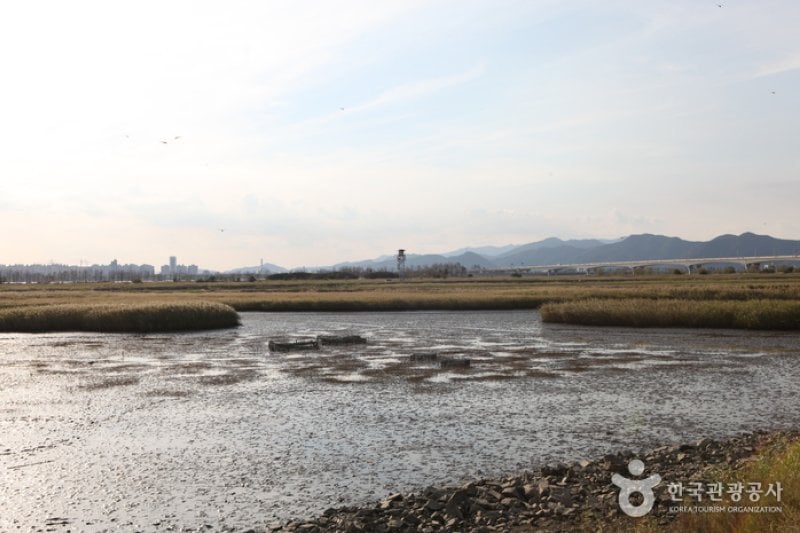 乙淑島（을숙도） (14/17)