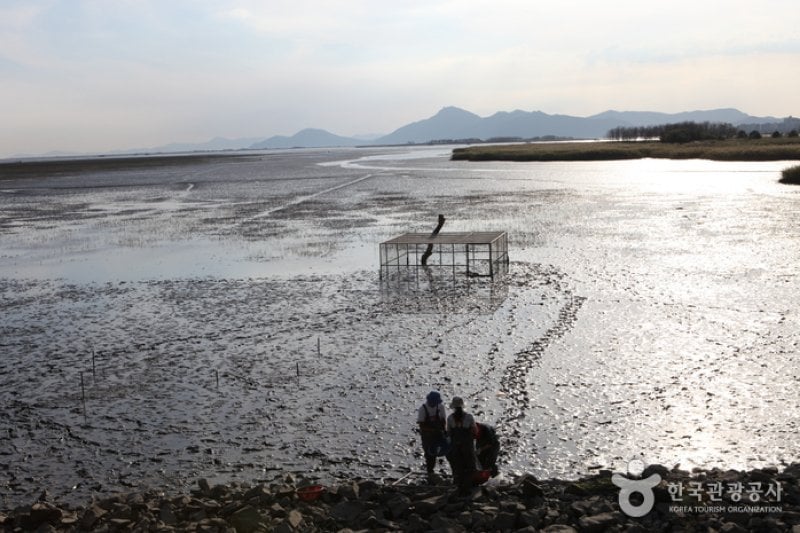 乙淑島（을숙도） (16/17)