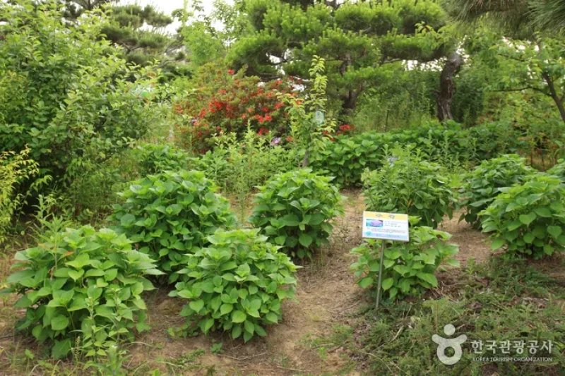 蔚山テーマ植物樹木園 (7/31)
