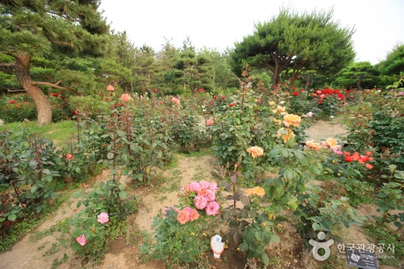 蔚山テーマ植物樹木園 (9/31)