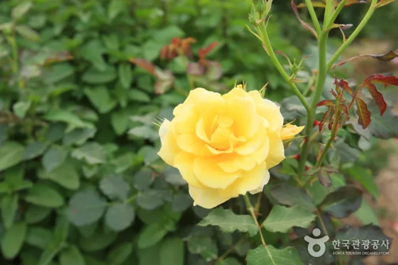 蔚山テーマ植物樹木園 (10/31)