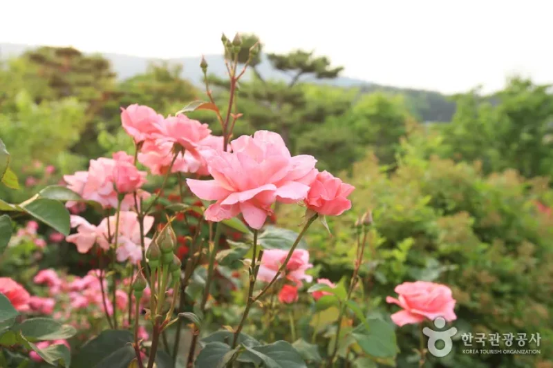 蔚山テーマ植物樹木園 (11/31)