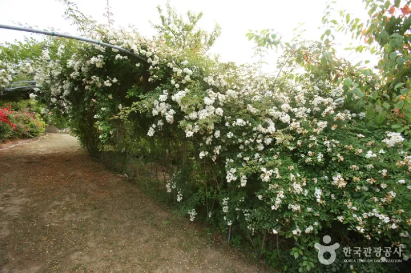 蔚山テーマ植物樹木園 (13/31)