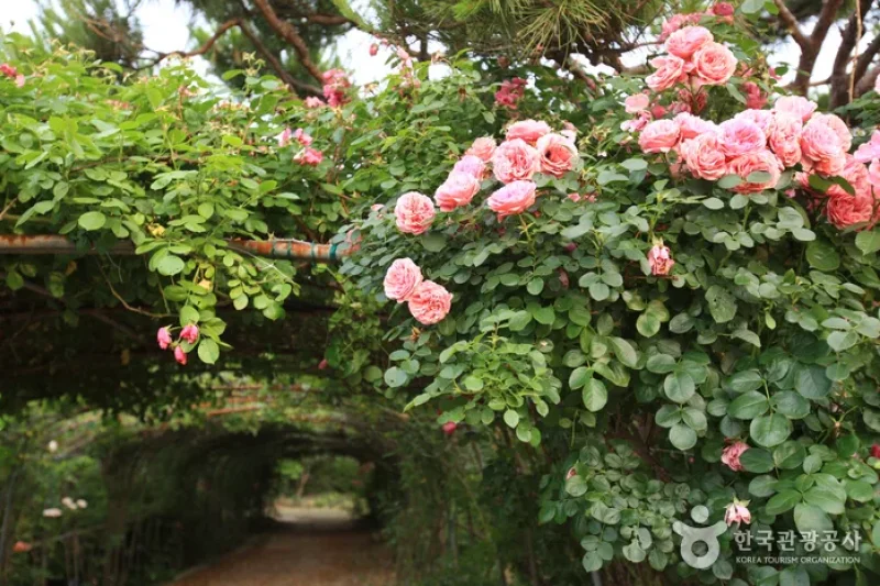 蔚山テーマ植物樹木園 (14/31)