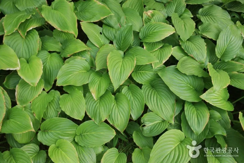 蔚山テーマ植物樹木園 (23/31)
