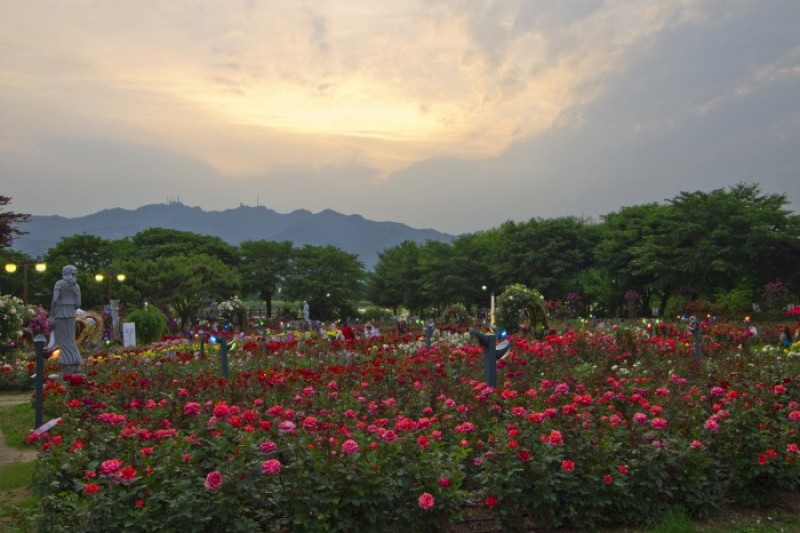 ソウル大公園バラ園祭り (4/4)