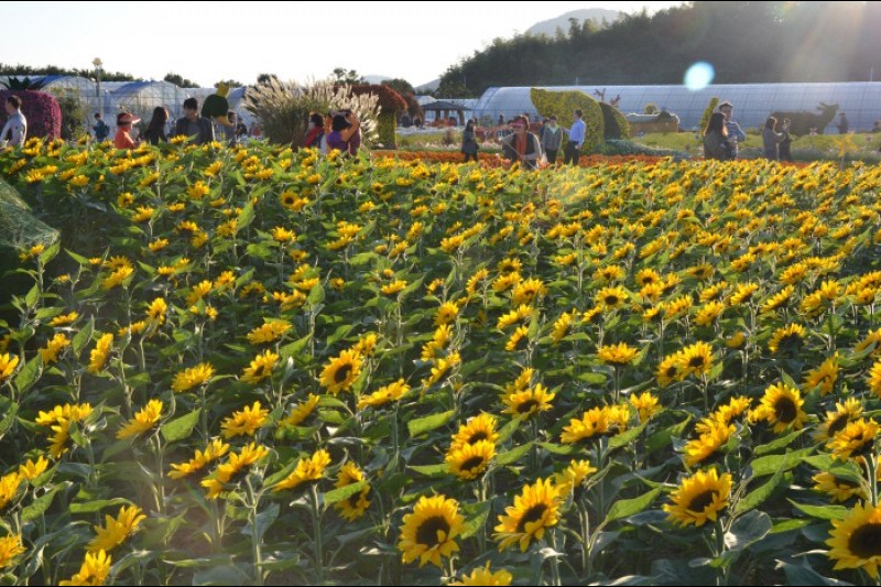 巨済島花祭り (8/9)