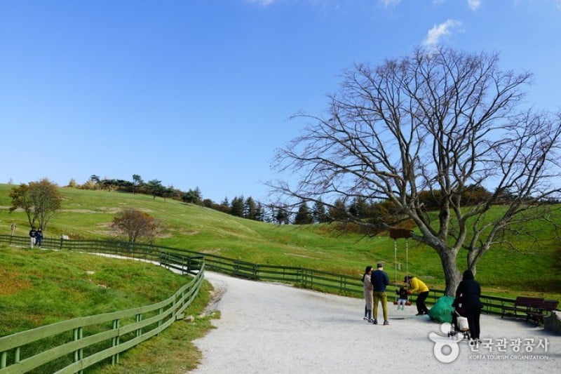 大関嶺羊牧場 (31/34)