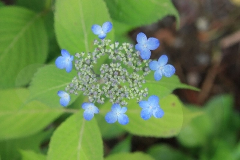 アチムゴヨ韓半島の野生の花展 (5/9)