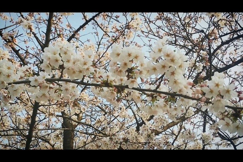 永登浦汝矣島春の花祭り (10/14)
