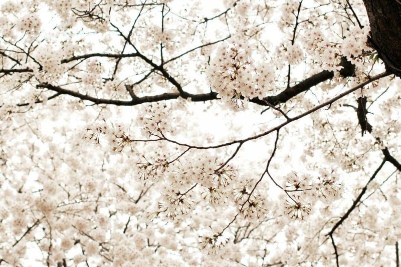 永登浦汝矣島春の花祭り (11/14)