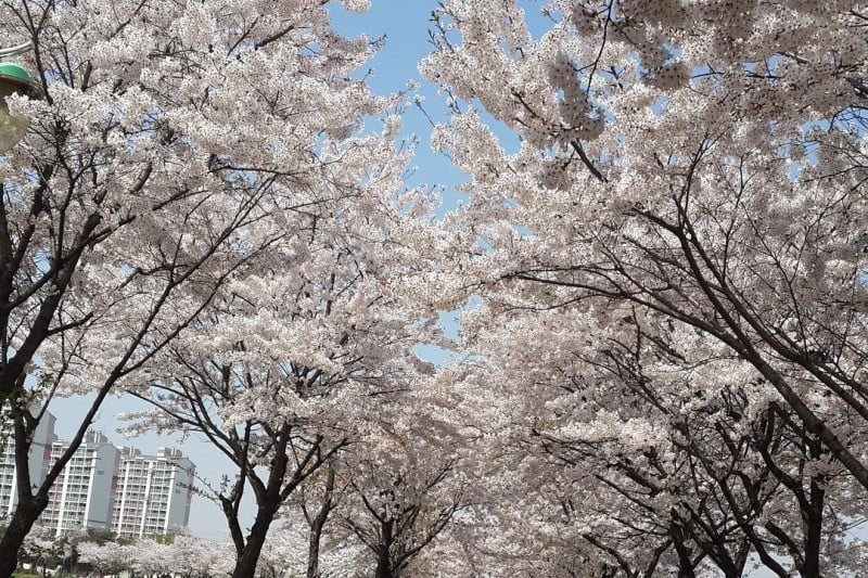 永登浦汝矣島春の花祭り (13/14)