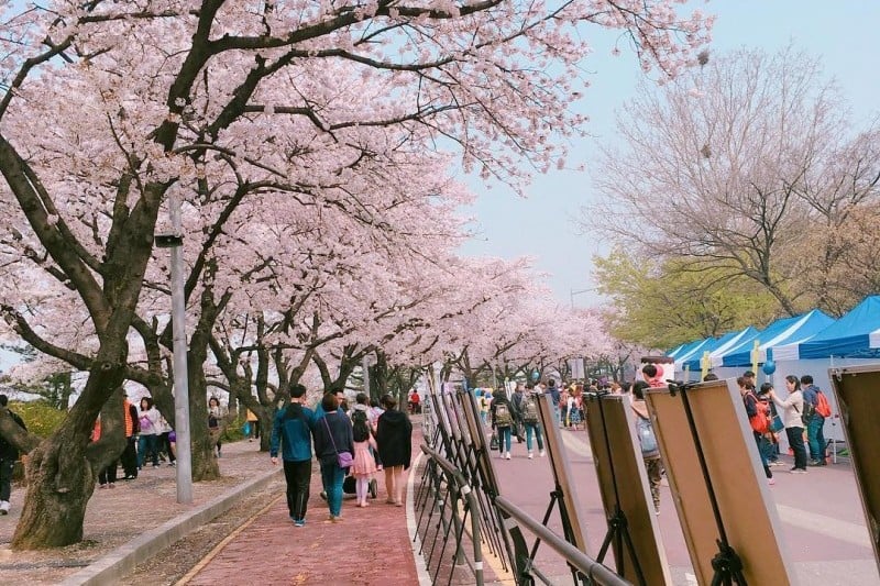 永登浦汝矣島春の花祭り (14/14)