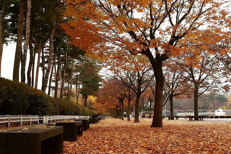 汝矣島公園 (25/30)