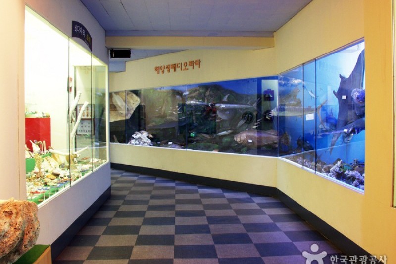 タンクッ海洋自然史博物館 (14/17)