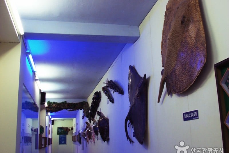 タンクッ海洋自然史博物館 (16/17)