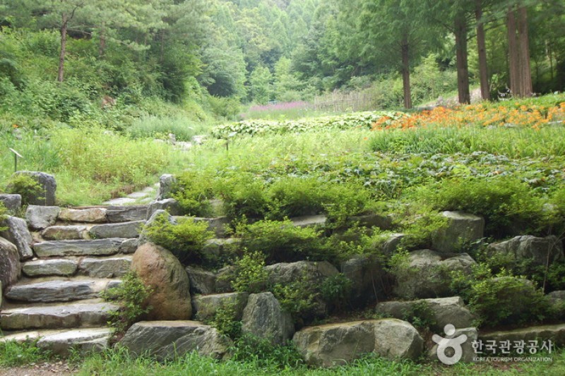 長泰山自然休養林 (8/19)