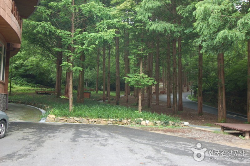 長泰山自然休養林 (9/19)