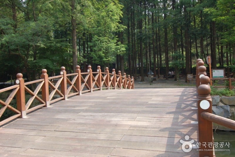 長泰山自然休養林 (13/19)