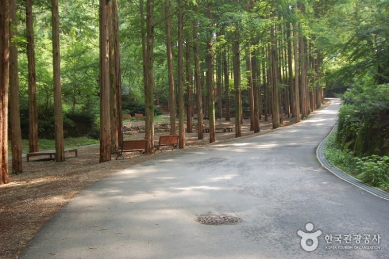 長泰山自然休養林 (17/19)