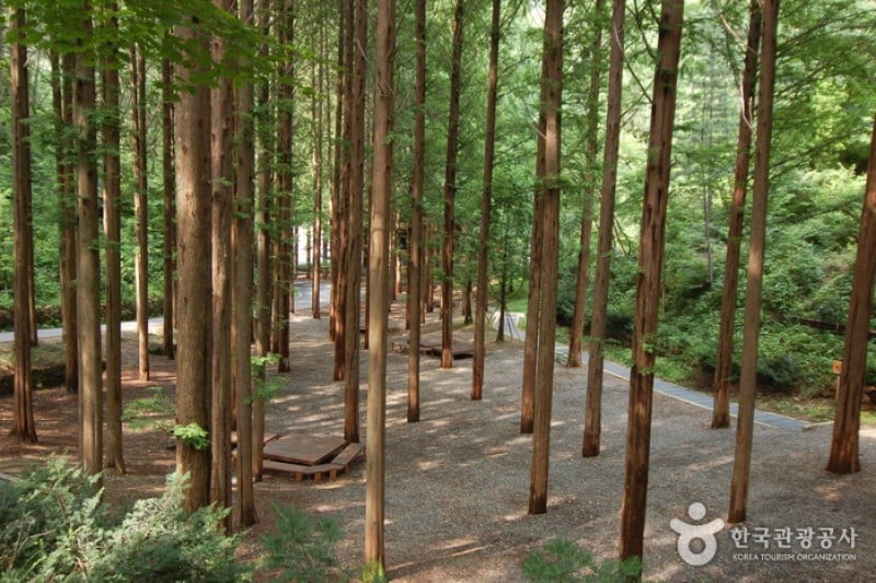 長泰山自然休養林 (18/19)