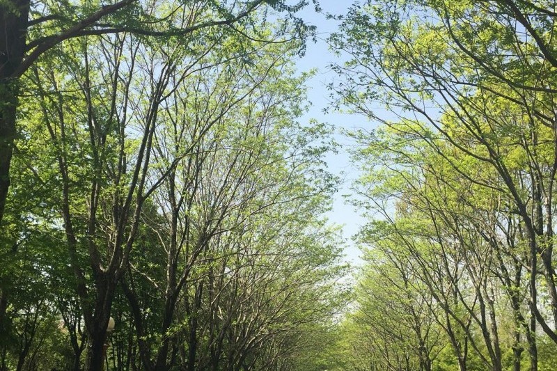 韓国道路公社樹木園 (12/13)