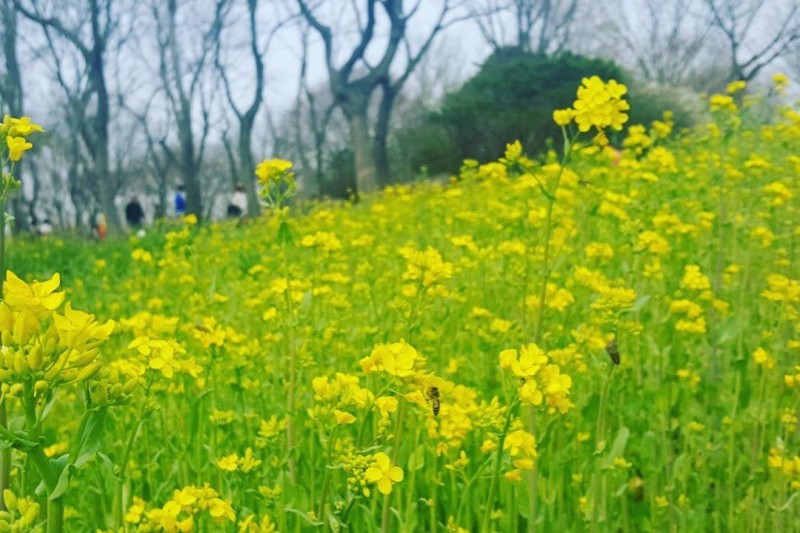 韓国道路公社樹木園 (13/13)