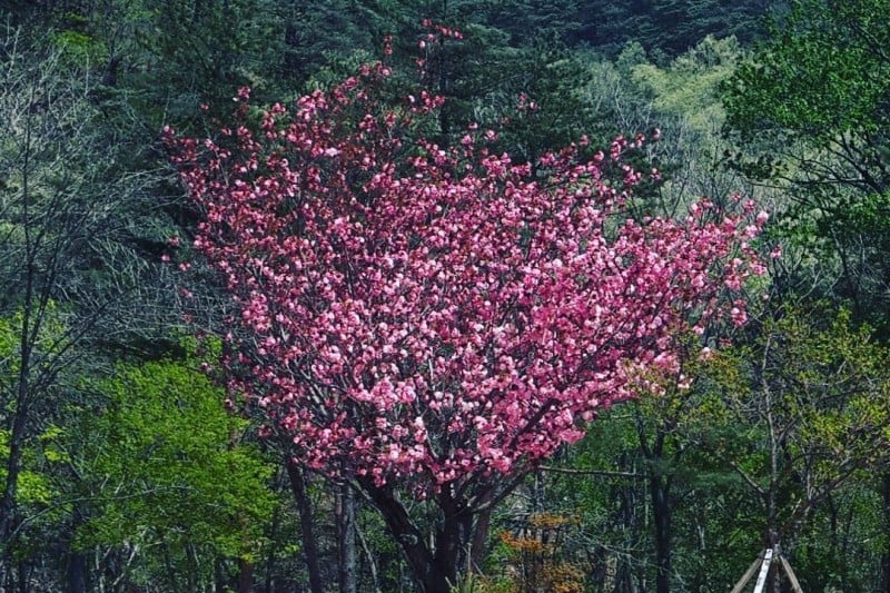 智異山10景 (3/14)