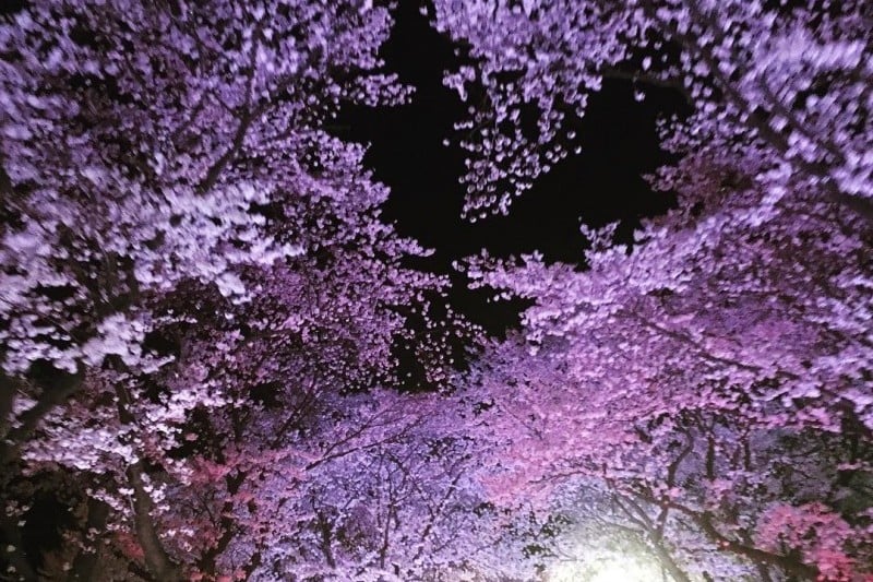 慶州桜祭り (1/9)
