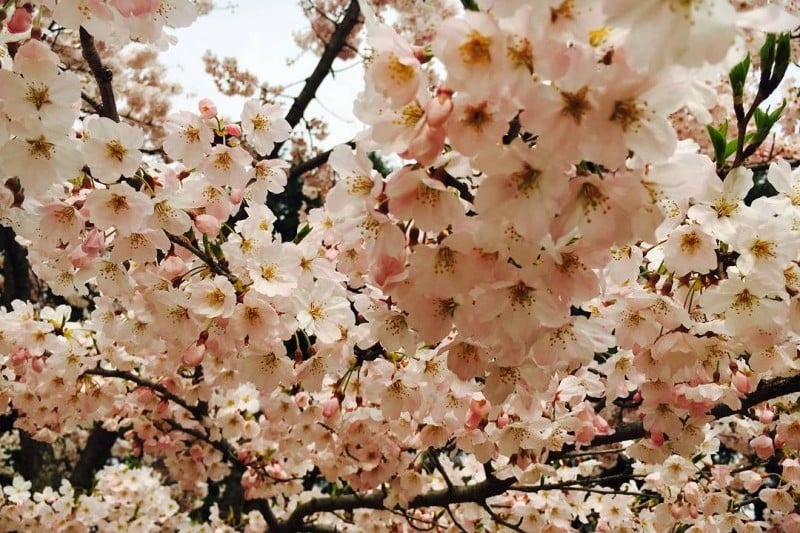 慶州桜祭り (2/9)