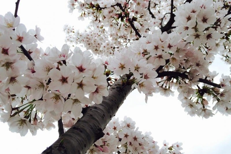 慶州桜祭り (3/9)