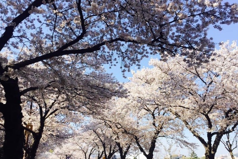 慶州桜祭り (4/9)