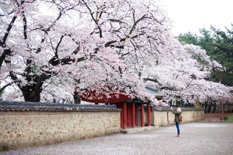 慶州桜祭り (5/9)