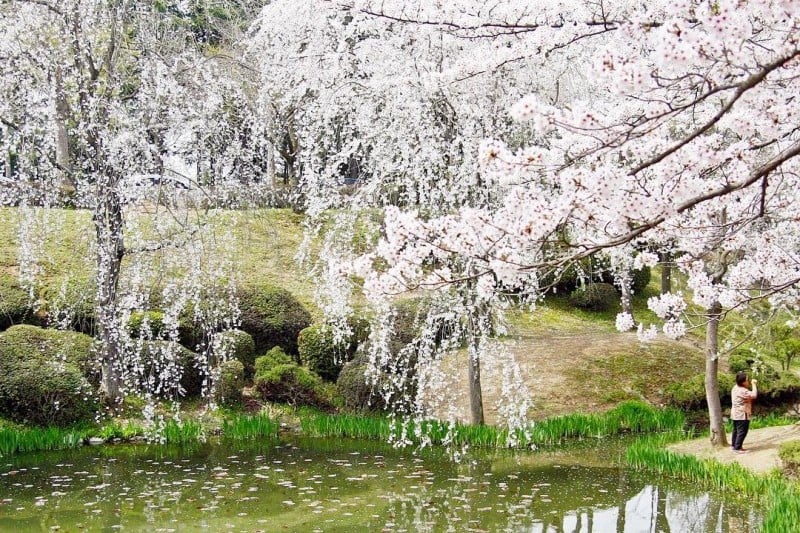 慶州桜祭り (6/9)