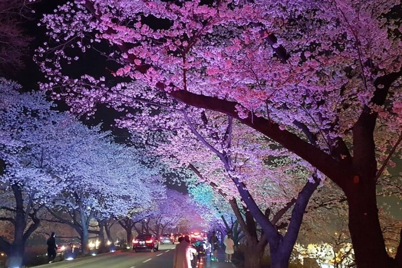 慶州桜祭り (8/9)