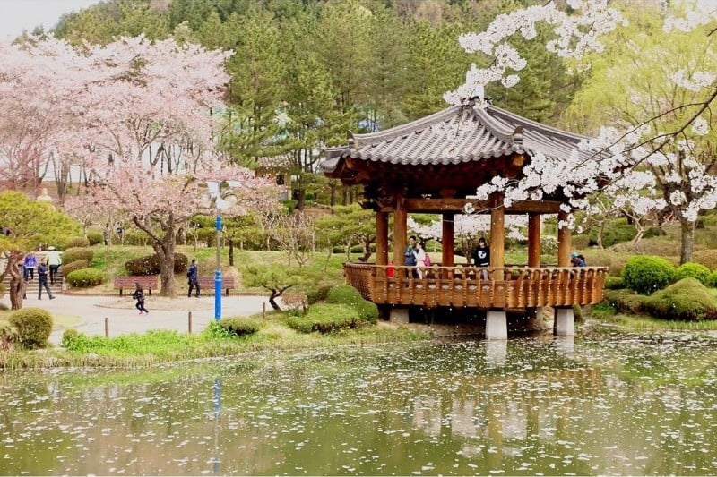 慶州桜祭り (9/9)