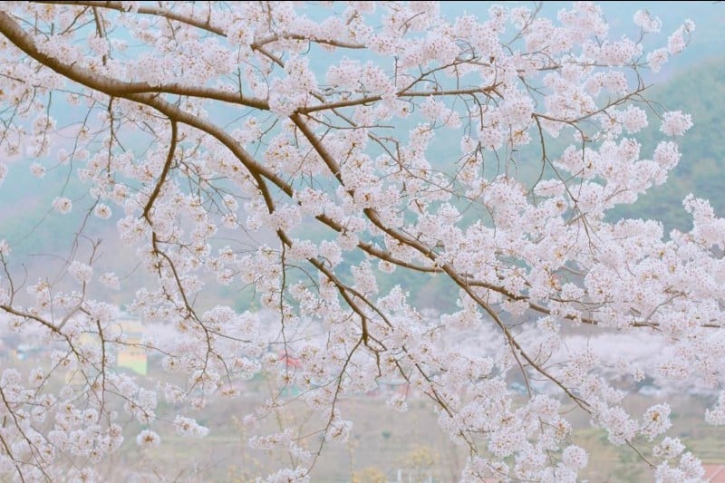 花開市場桜祭り (3/8)