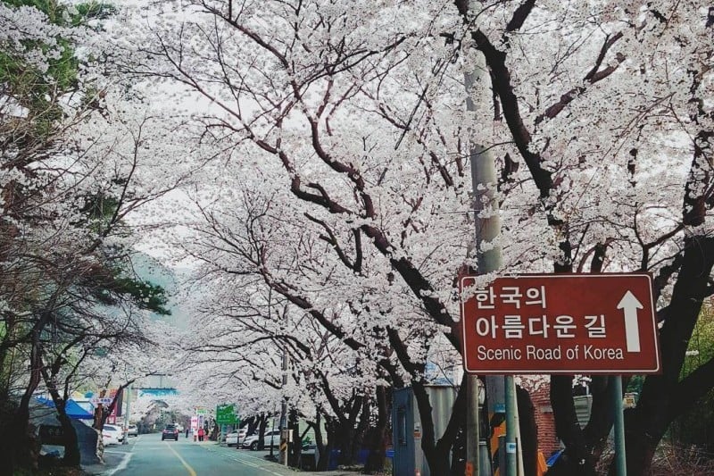 花開市場桜祭り (4/8)