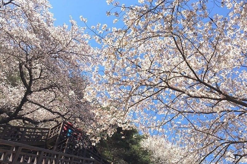 花開市場桜祭り (6/8)