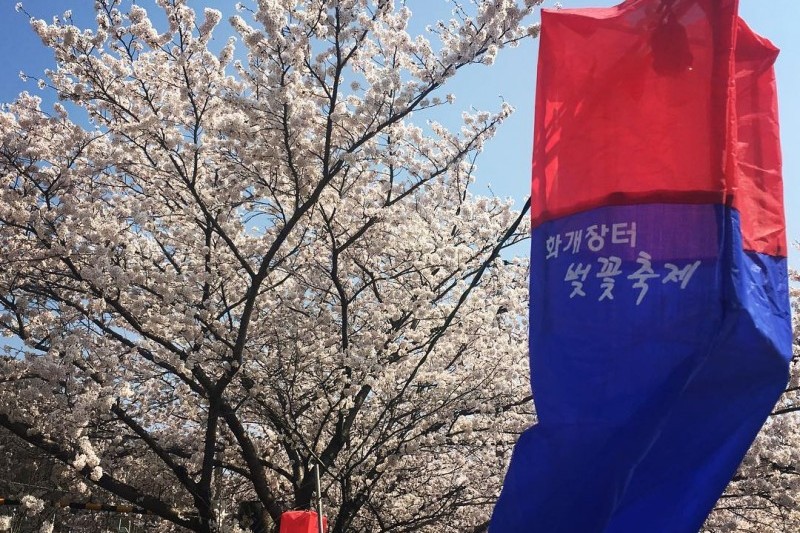 花開市場桜祭り (7/8)