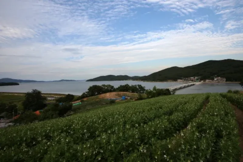 信矢茅島（信島・矢島・茅島）（신시모도（신도ㆍ시도ㆍ모도）） (8/23)