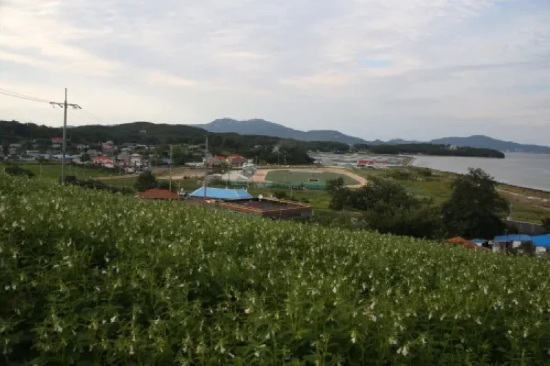 信矢茅島（信島・矢島・茅島）（신시모도（신도ㆍ시도ㆍ모도）） (16/23)