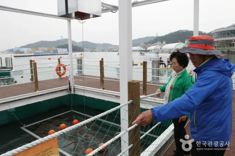 莞島国際海草類博覧会 (18/20)