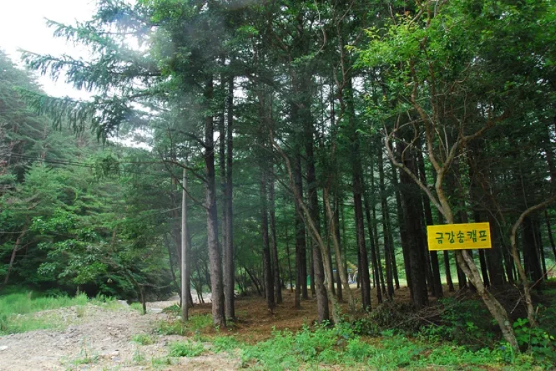 蔚珍 金剛松林道